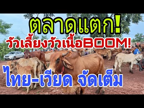 ปรากฏการณ์แห่ซื้อวัวทั้งคนไทย