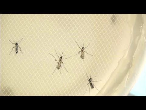 2.234 casos de dengue hubo en Antioquia en 2020 - Teleantioquia Noticias