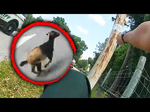 Deputies Rescue a Runaway Goat Trapped in Fence