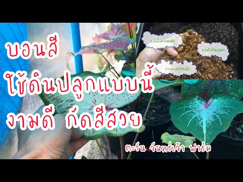 บอนสี-ใช้ดินปลูกแบบนี้-งามดี-ก บอนสี-ใช้ดินปลูกแบบนี้-งามดี-ก