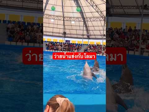 ไอเดีย D ว่ายน้ำแข่งกับโลมา ไอเดีย D ว่ายน้ำแข่งกับโลมา