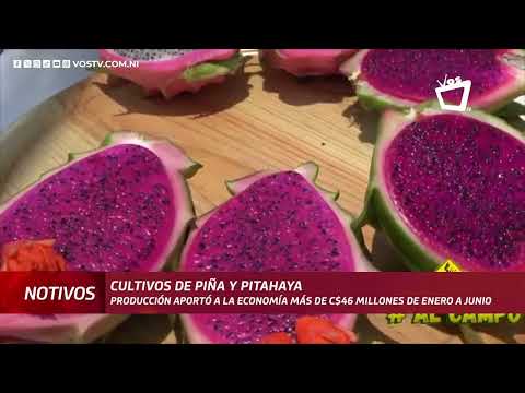 Cultivos de piña y pitahaya generan más de 46 millones de córdobas