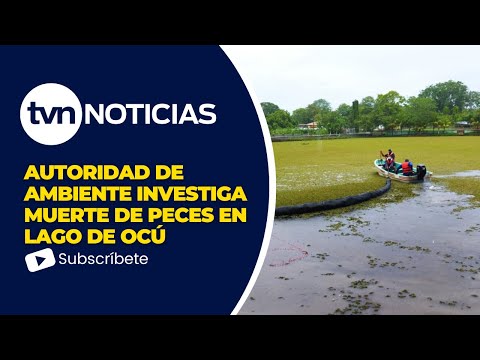 Autoridades de ambiente investigan mortandad de peces en Herrera