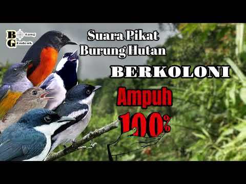 🔴 Suara Pikat Handal Burung Hutan Berkoloni  Pasti Berdatangan