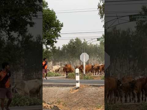วัวไล่ทุ่งข้ามถนน200ตัวเลี้