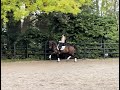 Dressage horse 6-jarige dressuurmerrie van Glamourdale