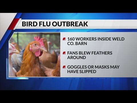 4 cases of bird flu found in Colorado poultry workers; fifth case presumed