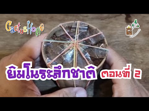 ยิมโนระลึกชาติตอนที่2