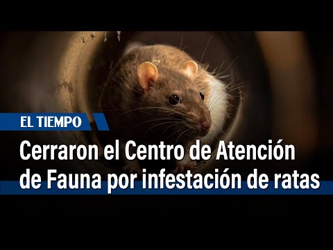 Secretaría de Ambiente cerró el Centro de Atención de Fauna por infestación de ratas | El Tiempo