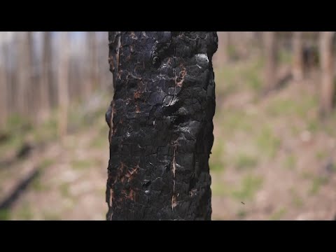 Colorado forest workers still working to replant Cameron Peak scar