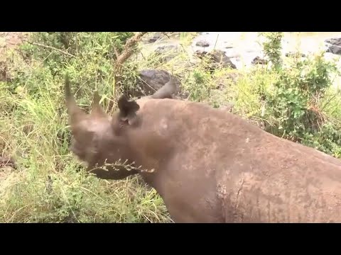 Kenya embarks on relocating black rhinos to new home