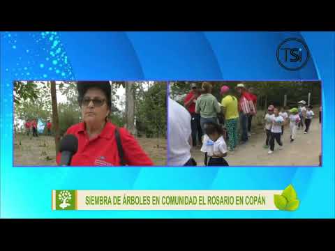 Siembra de árboles en comunidad El Rosario en Copán