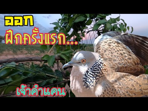 นักล่าริมทาง by กฤษดา ออกฝึกนกเขาใหญ่ครั้งแรก…เจ้าคำแคน…