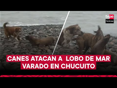 Canes atacan a lobo de mar varado en playa Chicuito