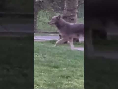 During his morning stroll in Central Park, a New Yorker had an unexpected encounter with a coyote