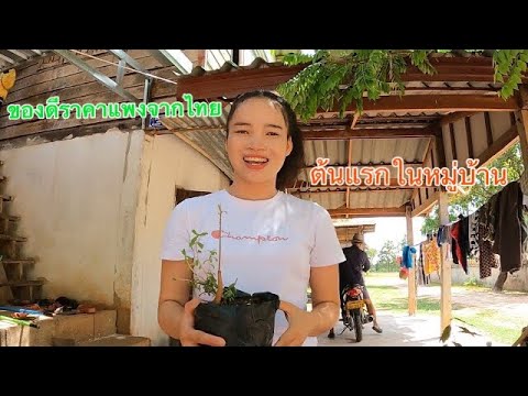 สาวลาวลองปลูกต้นทุเรียนครั้งแร สาวลาวลองปลูกต้นทุเรียนครั้งแร