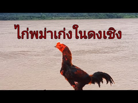 ไก่พม่าไนดงเชิงที่เก่งชนะเร็วม ไก่พม่าไนดงเชิงที่เก่งชนะเร็วม