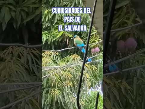 CURIOSIDADES DE EL SALVADOR #viral #salvadorenos #shortvideos  #youtubeshorts #nayibbukele