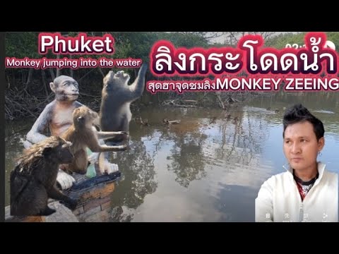 ลิงกระโดดน้ำMONKEYภูเก็ตDJNu