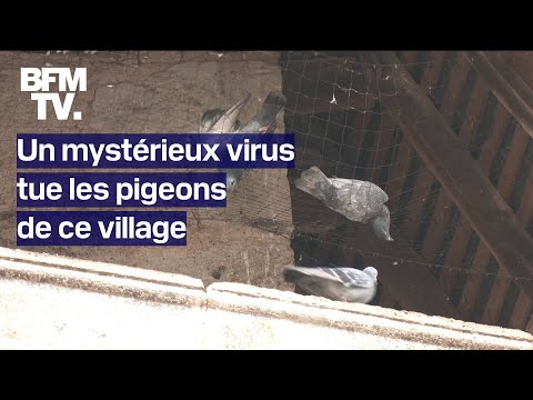 Un mystérieux virus tue les pigeons de ce village en Dordogne