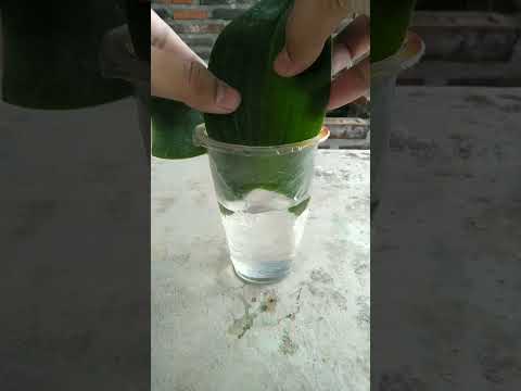 try growing orchids from leaves (16-02-2023)