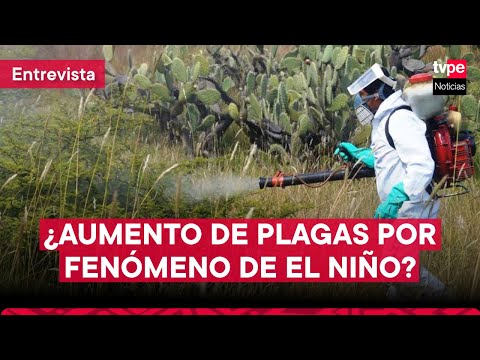 Fenómeno de El Niño: Senasa anuncia medidas ante posible aumento de plagas