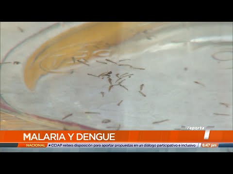 San Miguelito reporta 400 casos de dengue y 900 de malaria