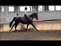 Show jumping horse Beloftevolle 4-jarige merrie (hunter prospect)