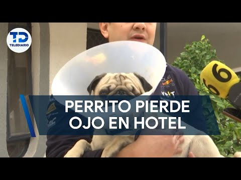 Perrito pierde ojo en hotel para mascotas; exigen justicia