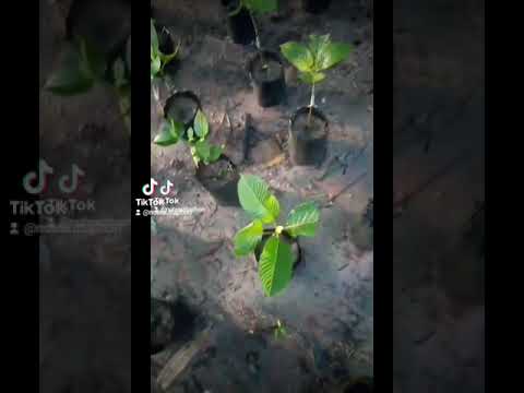 ต้นกระท่อมเสียบยอดพันธุ์หางกั้