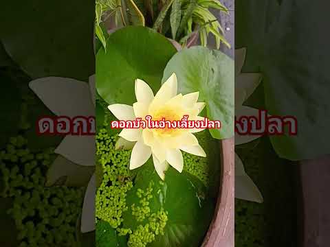 ดอกบัวในอ่างเลี้ยงปลาหน้าบ้าน