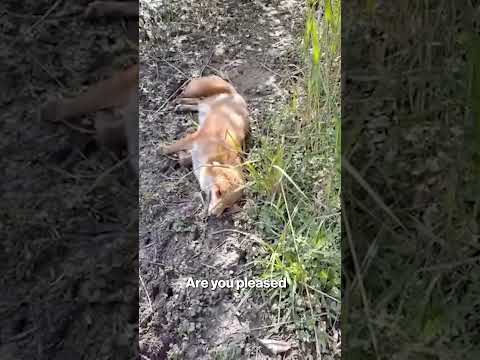 Tail-wagging fox can’t hide her joy seeing human friend again #shorts