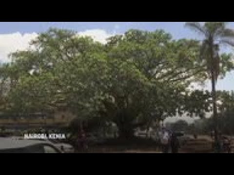 Árbol sagrado en Nairobi salvado por decreto del presidente