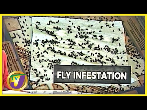 Fly Invasion in Rosen St. Mary Jamaica | TVJ News - Oct 5 2021
