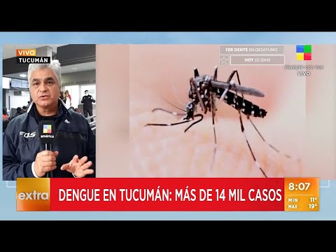 Dengue en Tucumán: más de 14 mil casos y guardias colapsadas