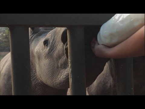 Face au fléau du braconnage, un orphelinat pour bébés rhinos en Afrique du Sud.