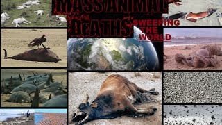 Mass animal deaths sweeping the world 2011