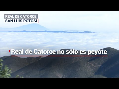 LA SOLUCIÓN AL PEYOTE | Crean la peyoconcha en Real de Catorce para el turismo