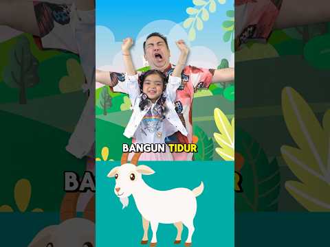 “Kambing Mbe Embe” Lagu Anak Terbaru dari Mazaya Amania #LaguMazaya #MazayaMusic #LaguAnak #edukasi