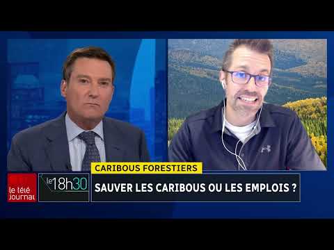 Caribous forestiers : sauver les caribous ou les emplois?