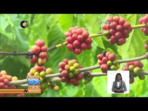 Implementan campaña agrotécnica para cultivo del café en Cuba