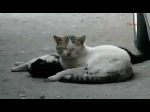 Video: Katės - Pačios ištikimiausios
