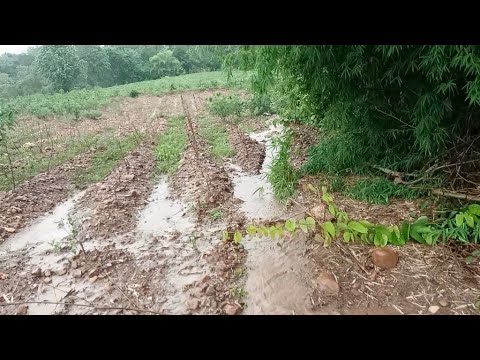 ฝนตกหนักน้ำหลากบนภูเขา