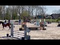 Show jumping horse Braaf 4 jarig springpaard