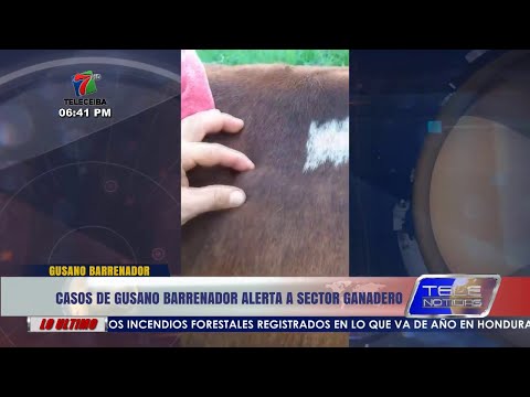 Casos de gusano barrenador alerta a sector ganadero de Honduras.