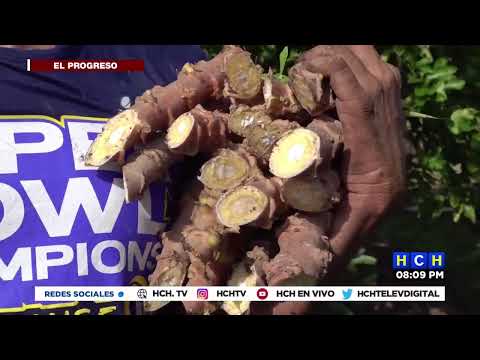 Los campesinos de Soberanos del norte esperan la cosecha de yuca de alta calidad
