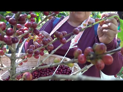 Producción de café en Morazán