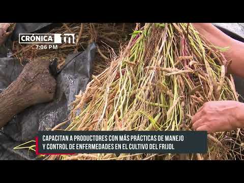 Prácticas de manejo y control de enfermedades en el cultivo del frijol - Nicaragua