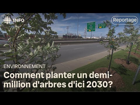 Planter 500 000 arbres d’ici 2020, un objectif qui se complique