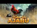 KUKU WA AJABU 48